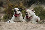 BOULEDOGUE AMERICAIN 423